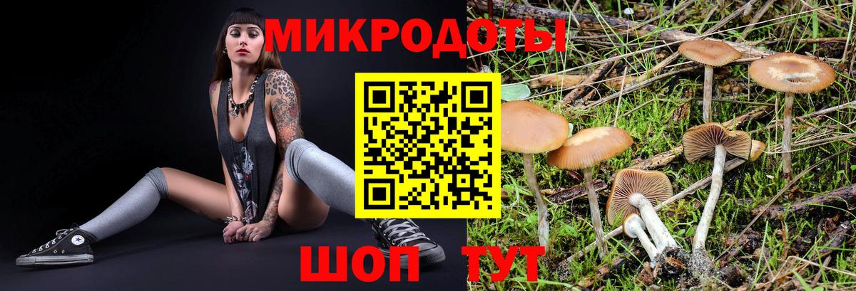 Псилоцибиновые грибы Cubensis Фролово